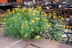 Bike in Flowers: Junk Yard