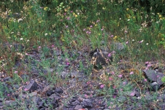 Briefcase in Trees: Copper Mine