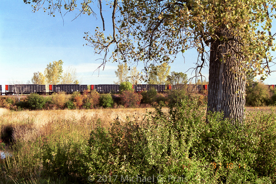 Train and Tree
