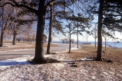 Trees - 56th and Lake Shore