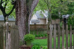 Gate, Tree and Yard