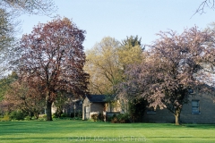 Red Trees and House