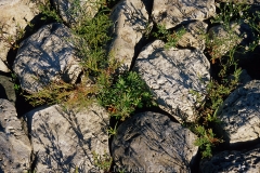 Rocks and Weeds