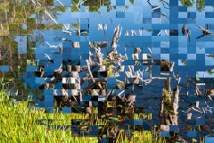 Out of Context (Dead Trees in Pond)