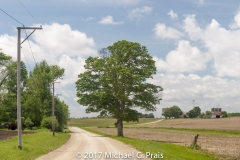 Seavey Road Farm and Tree #31