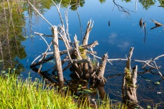 Dead Trees in Pond