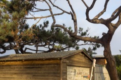 Ocean Beach - Garage and Tree Vertical