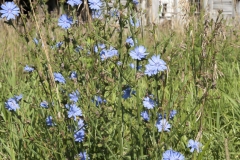 Bachelor Buttons and Farmhouse